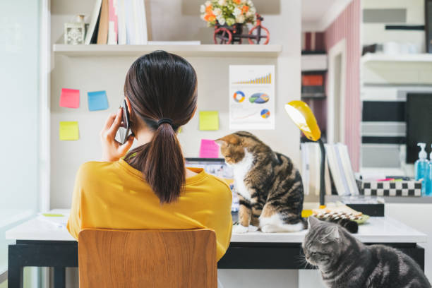 ung asiatisk kvinna som arbetar hemifrån på grund av coronavirus covid-19, livsstil arbetar och leker med hennes söta katter, arbeta hemifrån koncept - katt thai bildbanksfoton och bilder