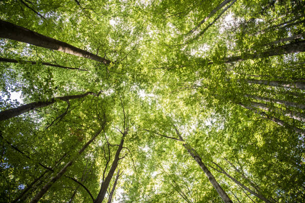 istock view of tree tops looking up hight at a sky green view 1218372230
