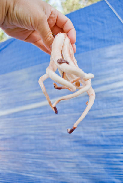 istock Hand holding a baby octopus 1218372243