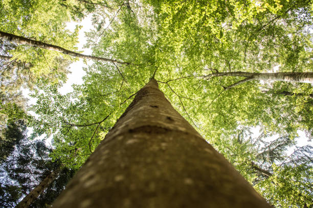istock view of tree tops looking up hight at a sky green view 1218372291