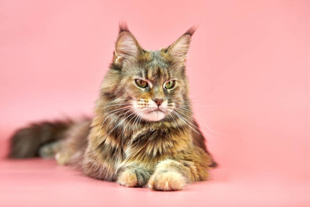 istock Maine Coon cat, tortoiseshell coat color. 1218373753