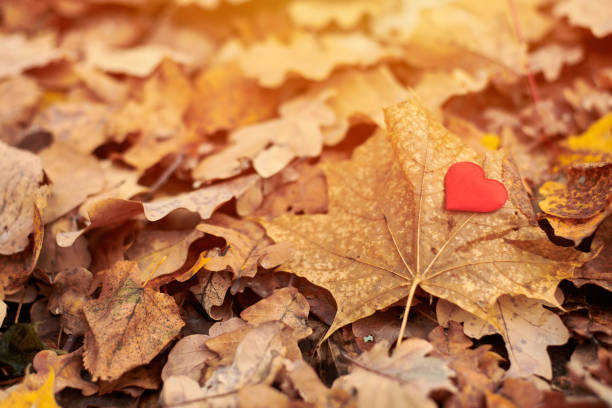 istock Heart on maple leaf. Infatuation or loneliness concept. 1218373794