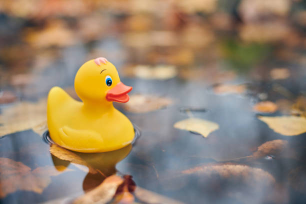 istock Autumn duck toy in puddle with leaves 1218373822