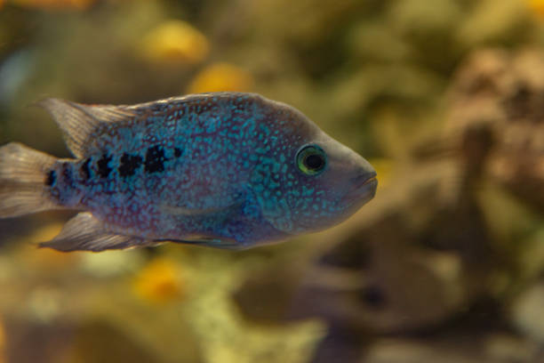 Gaziantep - Turkey. Herichthys carpintis (Green Texas cichlid) freshwater aquarium fish