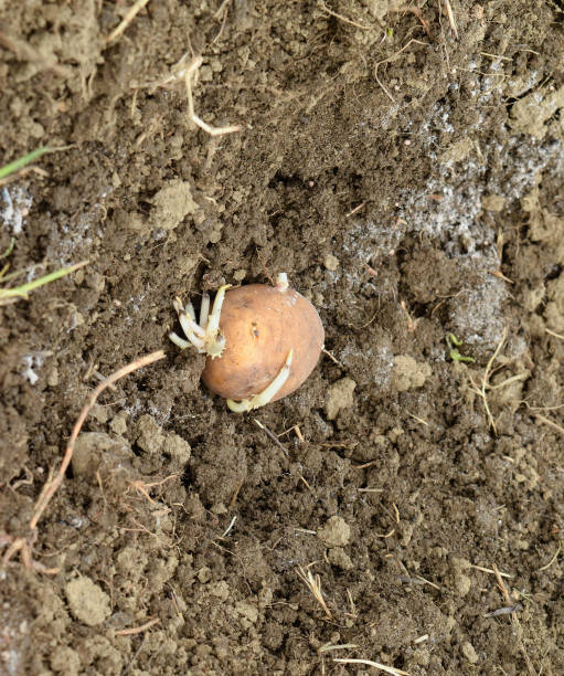 istock Planting potatoes in the garden 1218374996