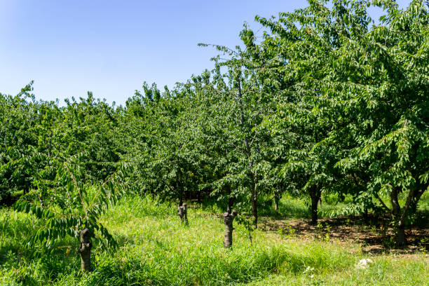 istock Agriculture farm 1218374997
