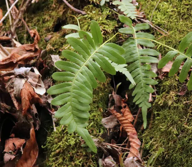 Polypodium vulgare growing on solid rock in the forest, common polypody, is a fern, polypody has traditional uses in cooking for its aroma and sweet taste, and in herbal medicine as a purgative.