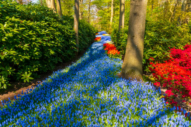 istock A view of tulip fields in springtime, Holland, the Netherlands 1218377245