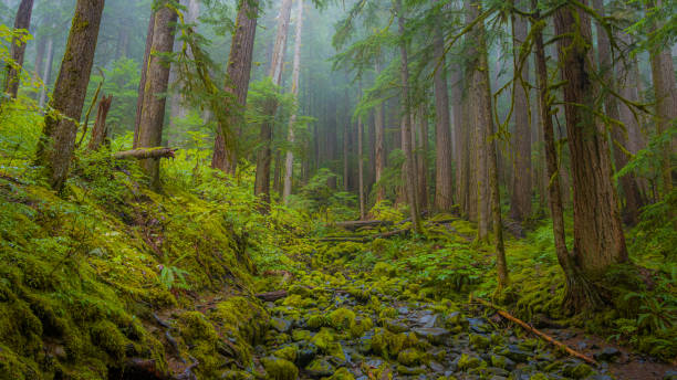 istock Sol Duc Falls Trail, Olympic national park. 1218377628
