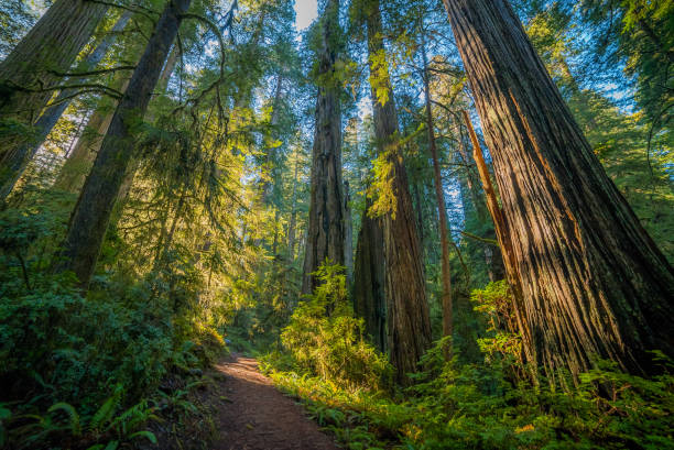 un camino en el bosque verde de hadas. los rayos del sol caen a través de las ramas. el boy scout tree trail en redwood parques nacionales y estatales. california, estados unidos - arboleda fotografías e imágenes de stock