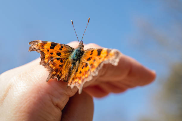 en kommafjäril med vingarna öppna sitter på en mänsklig hand på en solig försommardag. - comma bildbanksfoton och bilder