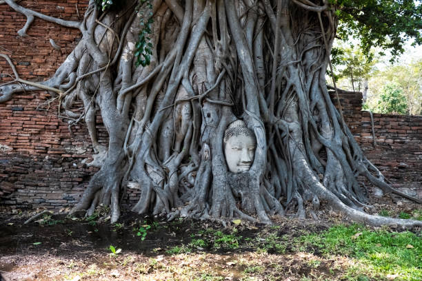 statua di ayutthaya buddha head con intrappolato nelle radici dell'albero di bodhi a wat maha that. parco storico ayutthaya thailandia. - wat maha that foto e immagini stock