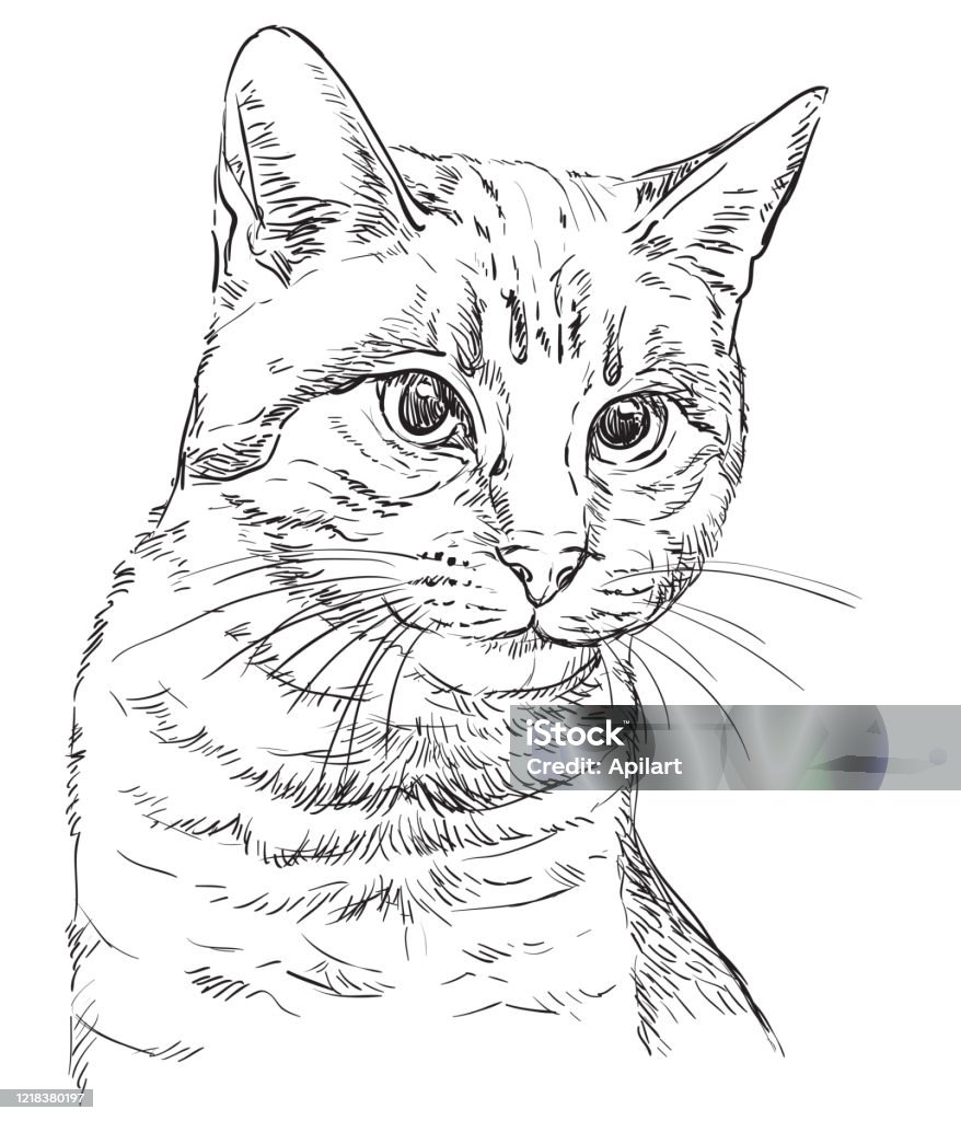 Vector Hand Drawing Cat 2 Stock Illustration - Download Image Now ...