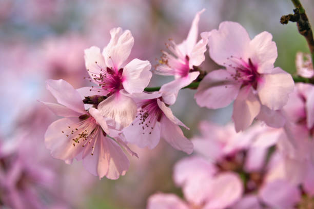 istock beautiful spring landscape - blooming trees, bright pink and white flowers as background 1218380620