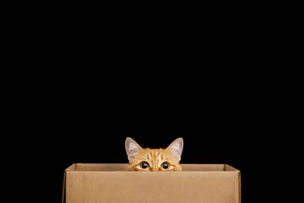 Photo of Funny cat looking out of the box