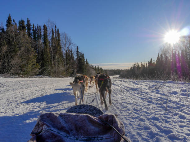 istock Alaska dog sledding on the mountain under a clear sky 1218381978