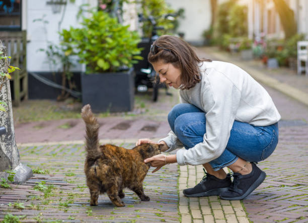 A young woman is affably stroking a stray cat on a city street. stock photo