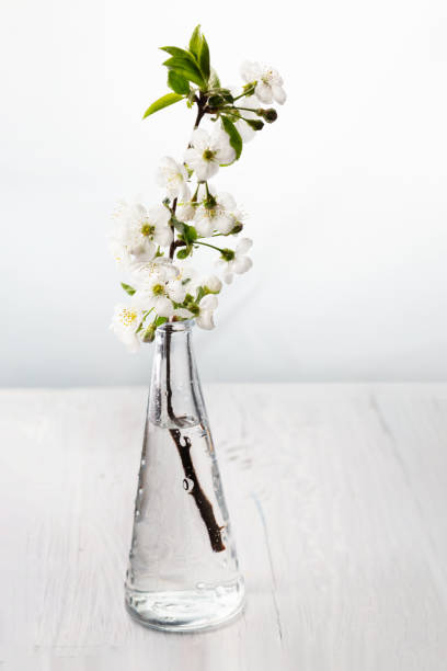 istock Branch blossoming cherry  in white vase on table 1218382163