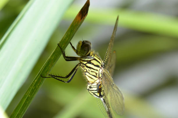 istock round-headed dragonfly with large eyes rounded shiny transparent wings stretched downy all over his body perched on tree branches 1218384612
