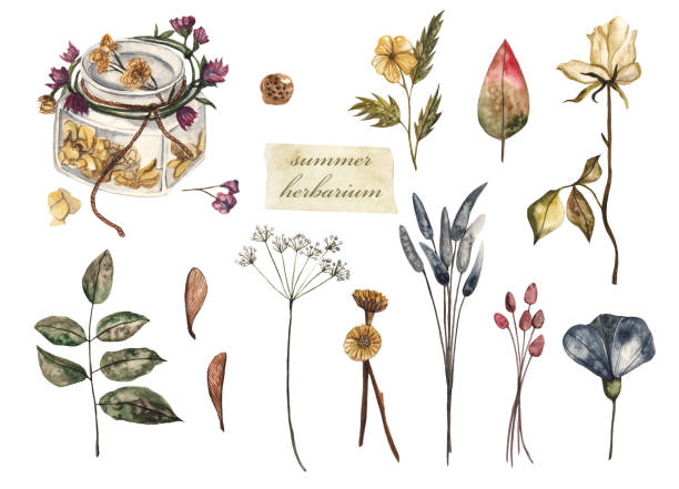7,400+ Dried Flowers Stock Illustrations, Royalty-Free Vector Graphics &  Clip Art - iStock