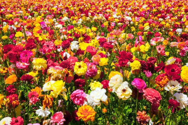istock Gorgeous multicolor floral carpet 1218386428