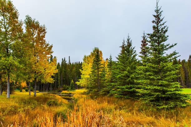 istock Green spruce and yellowed aspens 1218386444