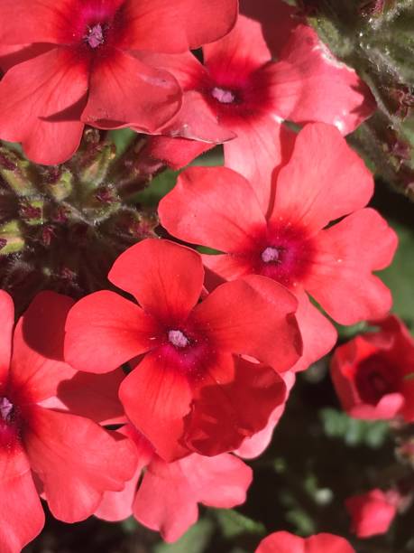 istock Many small red flowers close up 1218387295