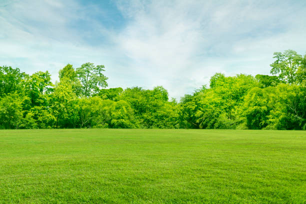 istock Green fields and beautiful trees, clear morning sky 1218387324