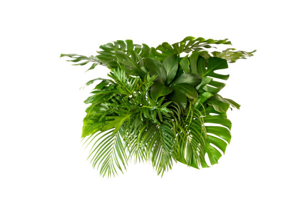 istock green leaves for background and wallpaper 1218387447