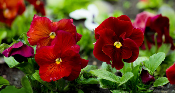 Beautiful red viola flowers close up, selective focus Beautiful red viola flowers close up, selective focus. Blooming flowers pansies with raindrops on the petals. Nature Wide Angle summer floral Wallpaper pansy photos stock pictures, royalty-free photos & images
