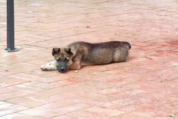 istock a brown dog relax sleep on brick ground. 1218387551