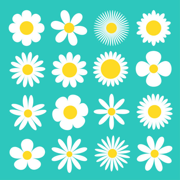 데이지 카모마일 아이콘입니다. 화이트 카모마일 슈퍼 큰 세트. 귀여운 둥근 꽃 머리 식물 컬렉션입니다. 사랑 카드 기호입니다. 성장 개념. 플랫 디자인. 녹색 배경입니다. 격리. - daisy stock illustrations