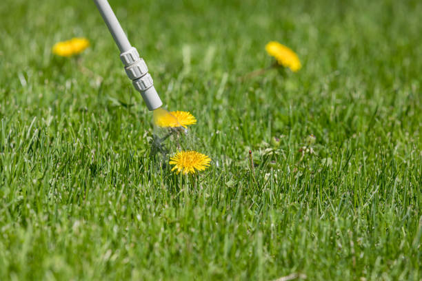 Dandelion weed in lawn, spraying weed killer herbicide. Home lawn care and landscaping concept background, closeup, no people uncultivated stock pictures, royalty-free photos & images