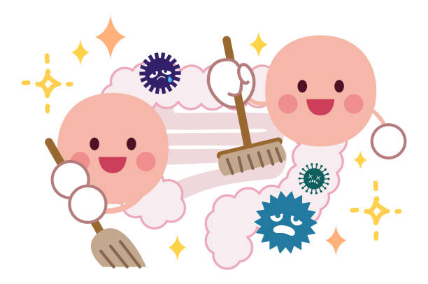 Good bacteria cleaning the intestines A character of a good fungus cleaning the intestines lactobacillus stock illustrations