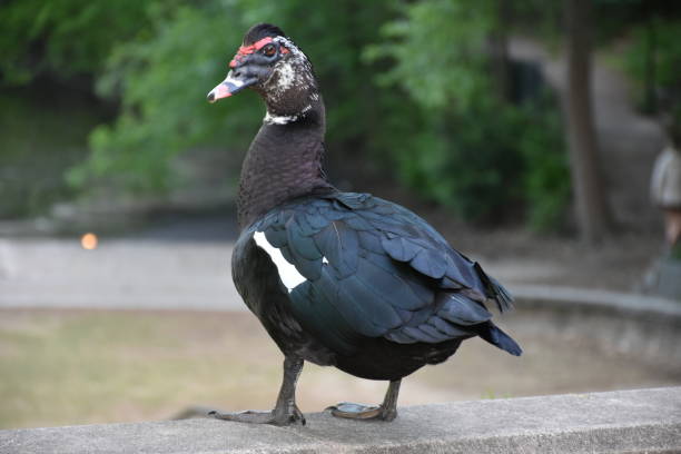 istock A dark colored Muscovy Drake Duck in the park 1218388678