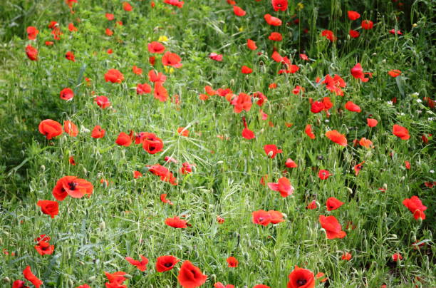 istock Meadow of poppies in bloom in spring 1218388724