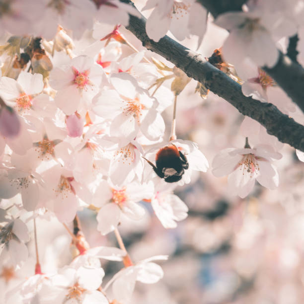 Cherry tree blooming in spring