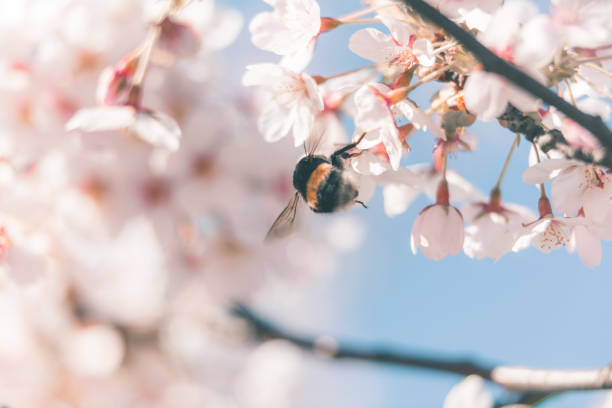 Cherry tree blooming in spring