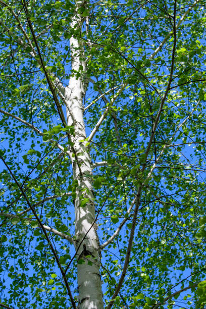 istock White birch trunks with tender green young foliage against a blue sky. 1218389748
