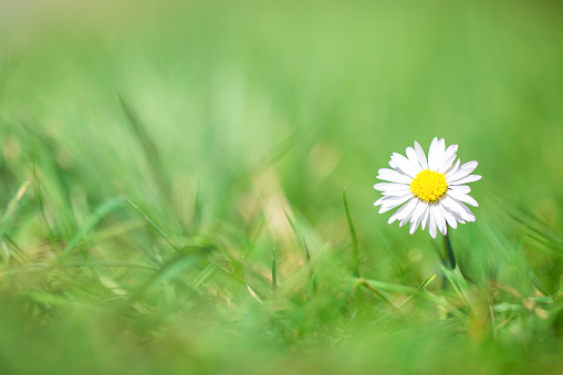 White Daisy in green grass with blurred background, beautiful bright spring background with sunlight, nature concept close-up