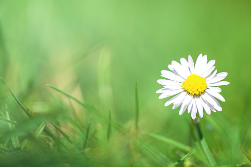 White Daisy in green grass with blurred background, beautiful bright spring background with sunlight, nature concept close-up