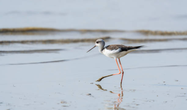 schwarzflügelstelze im flachen wasser (himantopus himantopus) watvogelstelze - animal beak bird wading stock-fotos und bilder