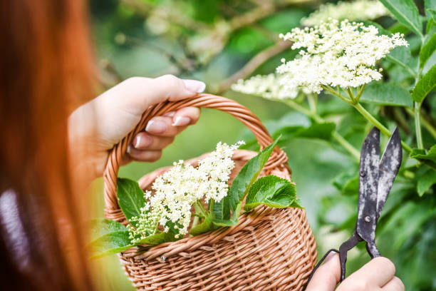 istock Fresh elder flowers or blossom in wicker basket. Elders tree and leaves 1218391679