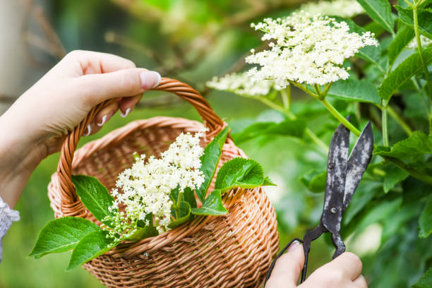 istock Fresh elder flowers or blossom in wicker basket. Elders tree and leaves 1218391686