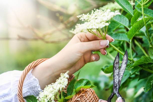 istock Fresh elder flowers or blossom in wicker basket. Elders tree and leaves 1218391689