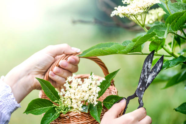 istock Fresh elder flowers or blossom in wicker basket. Elders tree and leaves 1218391697