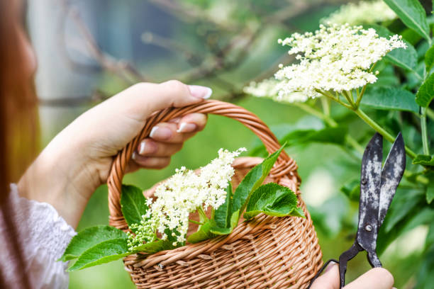 istock Fresh elder flowers or blossom in wicker basket. Elders tree and leaves 1218391699