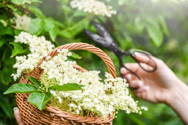 istock Fresh elder flowers or blossom in wicker basket. Elders tree and leaves 1218391700