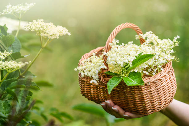 istock Fresh elder flowers or blossom in wicker basket. Elders tree and leaves 1218391708