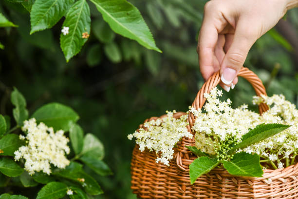 istock Fresh elder flowers or blossom in wicker basket. Elders tree and leaves 1218391722
